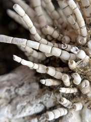 Calliarthron tuberculosum