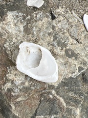 Crepidula