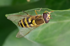 Syrphus vitripennis