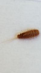 Reesa vespulae