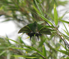 Teinopalpus imperialis