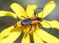 Chauliognathus limbicollis
