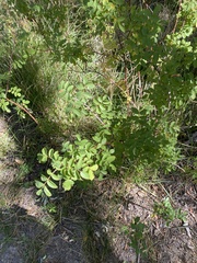 Rosa gymnocarpa