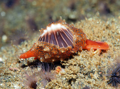 Pseudopusula californiana