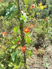 Ipomoea coccinea
