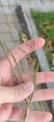 Eragrostis albensis