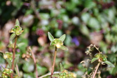 Portulaca umbraticola