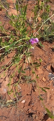Sphenostylis angustifolia