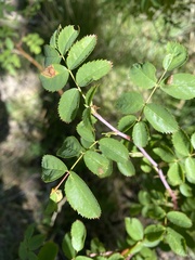 Rosa gymnocarpa