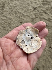 Pododesmus macrochisma