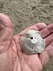 Pododesmus macrochisma