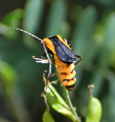 Chauliognathus limbicollis