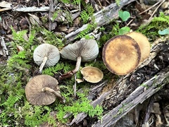 Agrocybe firma