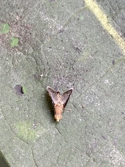 Eutreta noveboracensis