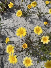 Steirodiscus tagetes
