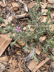 Frankenia salina