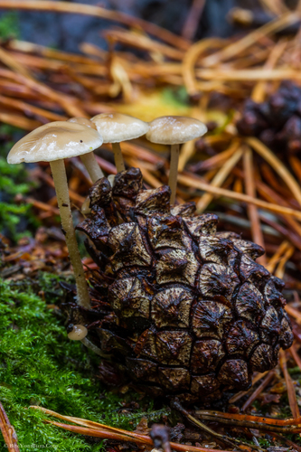 Conifercone Cap