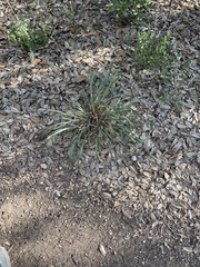 Paspalum langei