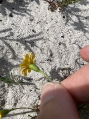 Steirodiscus tagetes