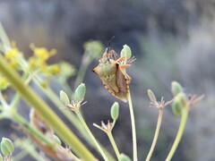 Carpocoris mediterraneus