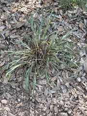 Paspalum langei