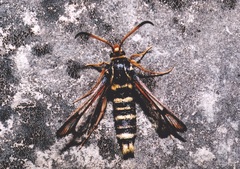 Bembecia scopigera