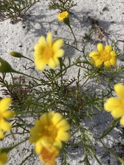 Steirodiscus tagetes