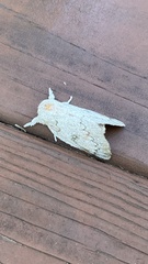 Syssphinx heiligbrodti