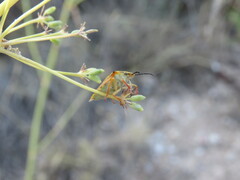 Carpocoris mediterraneus