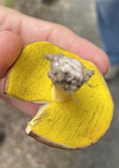 Aureoboletus auriporus