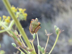 Carpocoris mediterraneus
