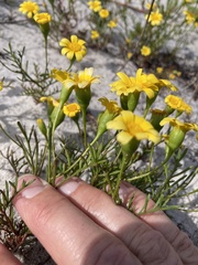 Steirodiscus tagetes