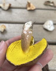 Aureoboletus auriporus