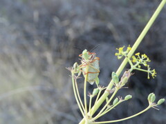 Carpocoris mediterraneus