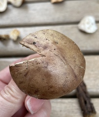 Aureoboletus auriporus