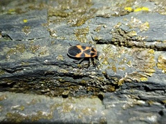 Tropidothorax leucopterus