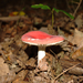 Russula lepida - Photo (c) Emerald, some rights reserved (CC BY-NC-ND)