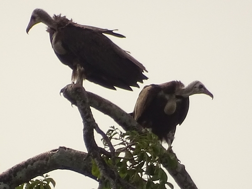 Hooded Vulture