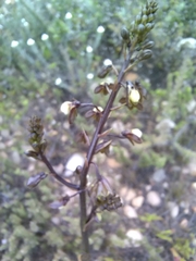 Eulophia cochlearis