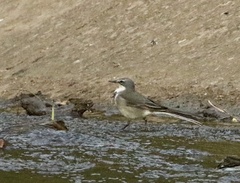 Motacilla capensis capensis