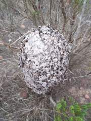 Crematogaster peringueyi