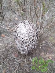 Crematogaster peringueyi