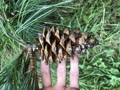 Pinus armandi