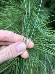 Pinus armandi