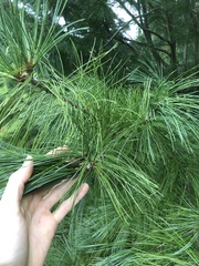 Pinus armandi