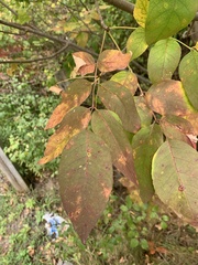 Fraxinus americana