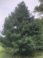 Pinus armandi