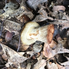 Lactarius turpis