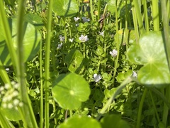 Bacopa monnieri