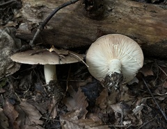 Lactarius argillaceifolius
